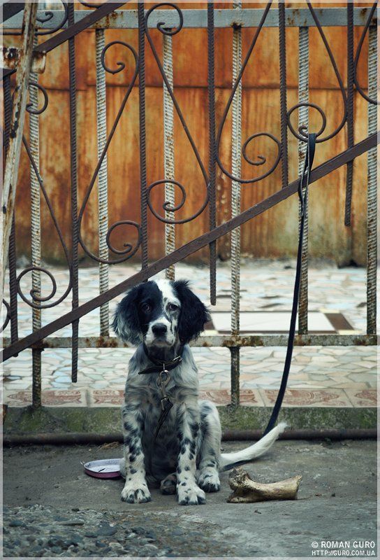 собака, кость, большая, сидит, грустная, страдает На сухом пайкеphoto preview