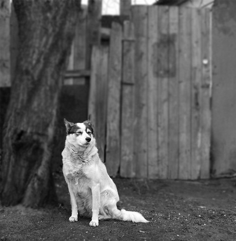 На страже фото превью