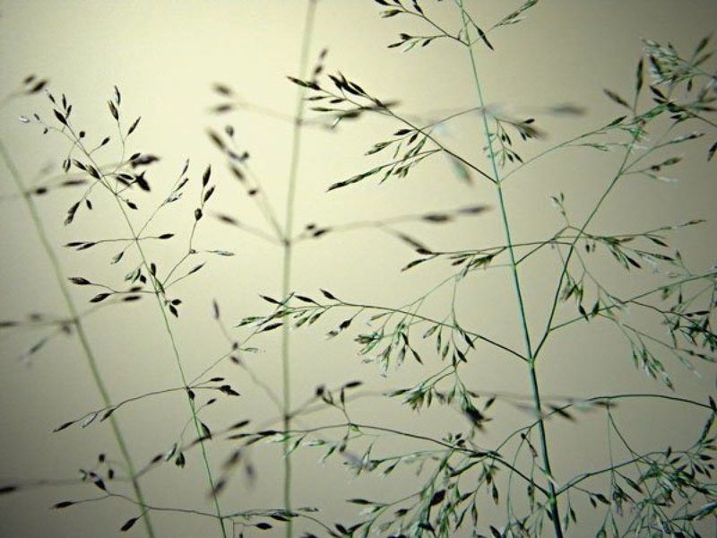 Ilman varjophoto preview