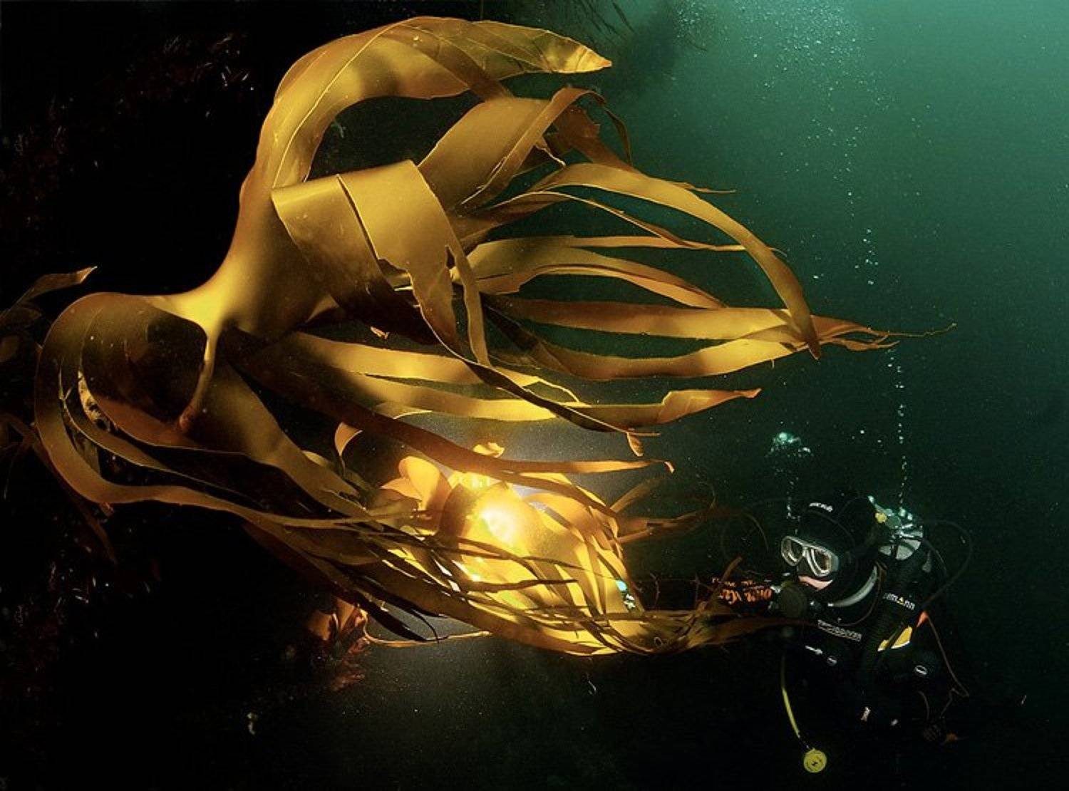 , Витя Лягушкин