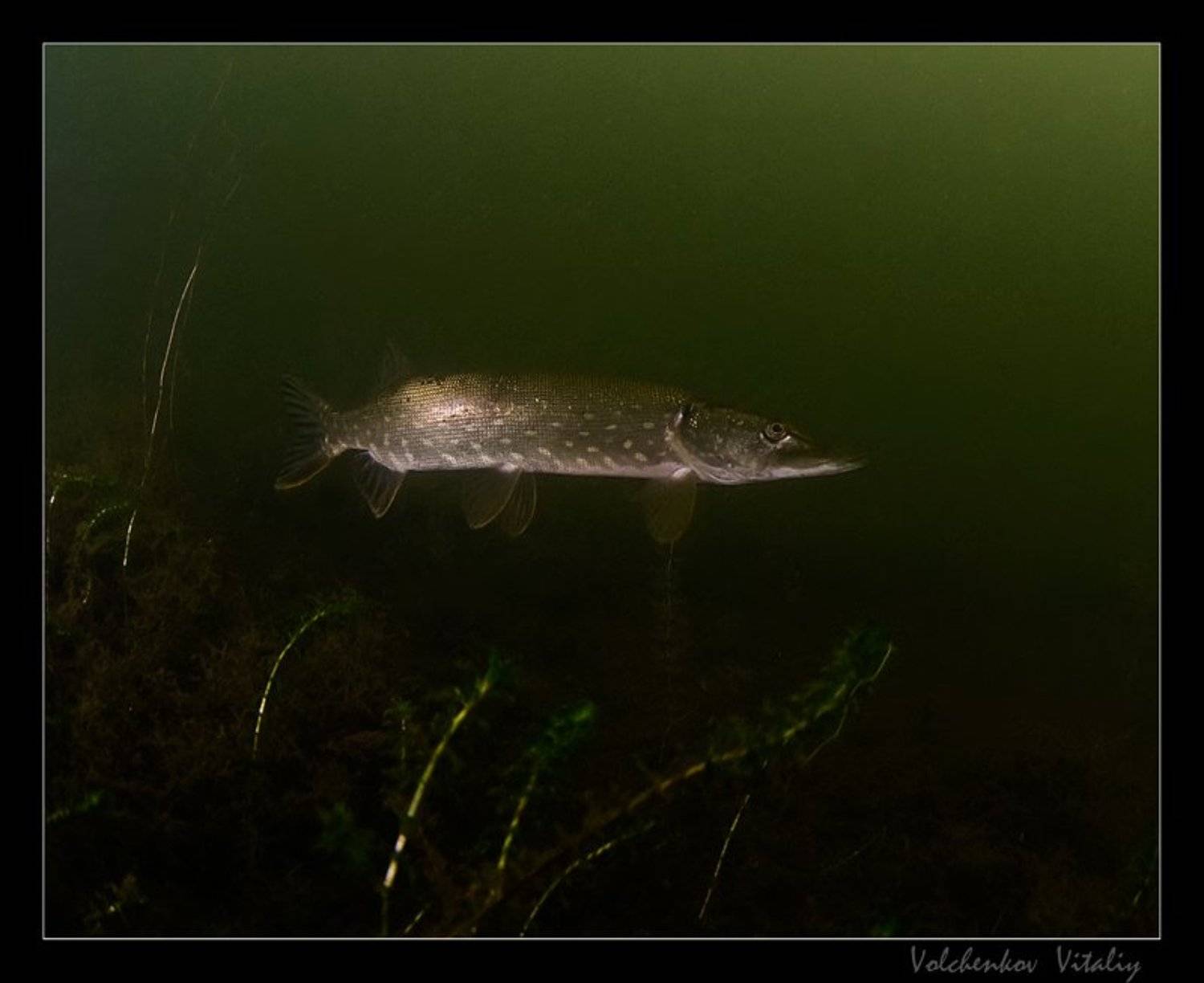 Хищник. Автор: Vital фото, Vital