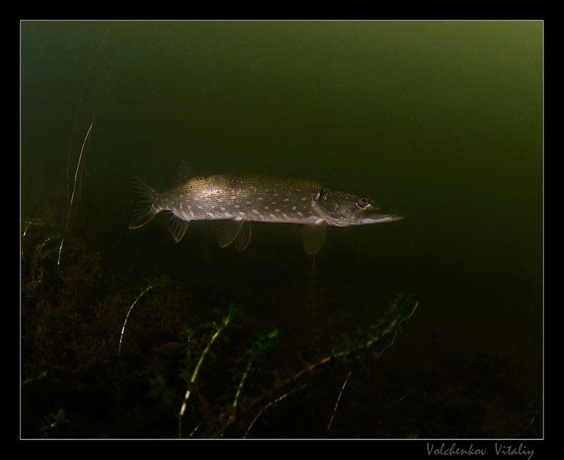 фото Хищникphoto preview