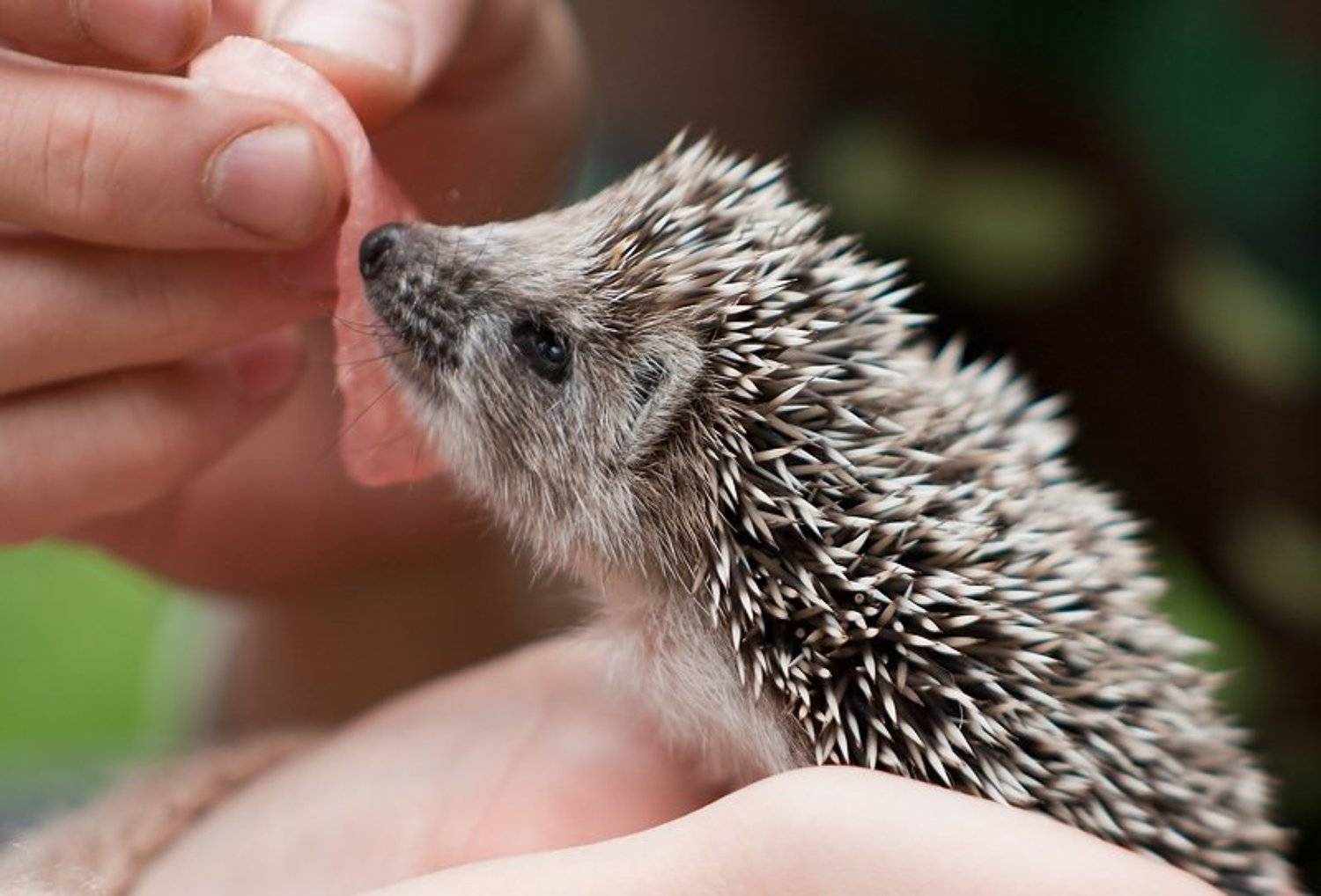 ёжик, Алексей Баяндин