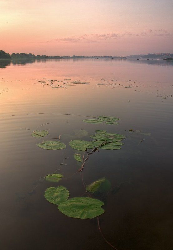 утро, рассвет, река, кувшинки теплое началоphoto preview