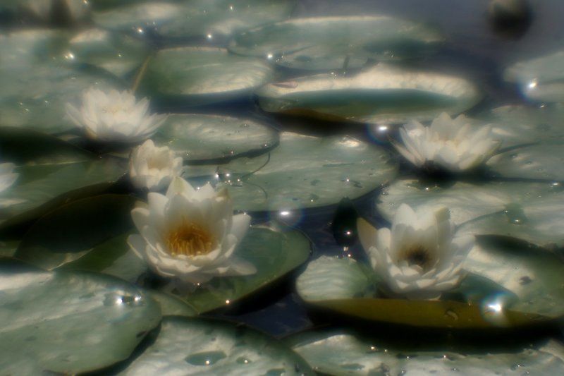 монокль, сказка, лето ,цветы Не во сне, а наявуphoto preview