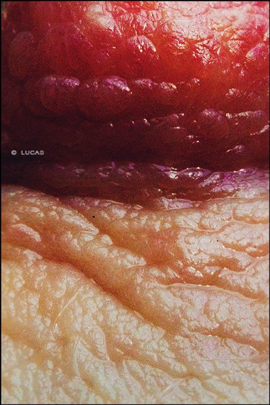 Marmalade © фото превью