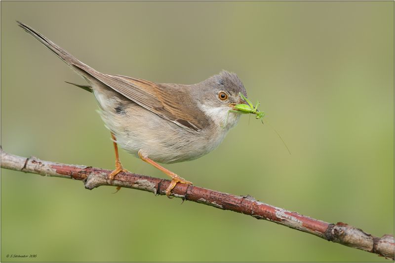 Кузнец для MACRO нужен? ;)photo preview
