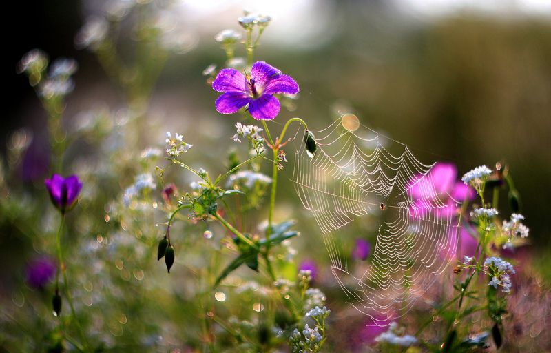 цветы , лето *****photo preview