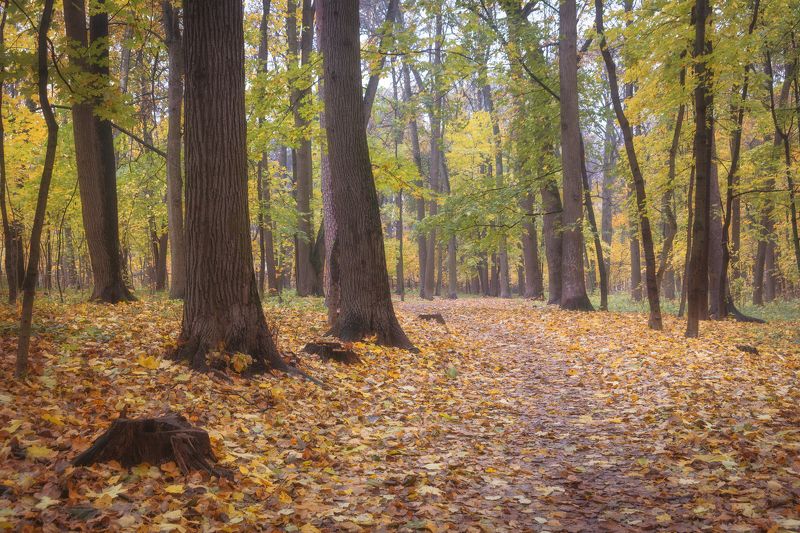 В осеннем лесуphoto preview