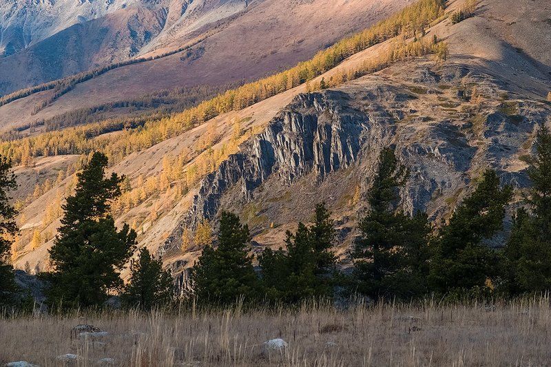 степь самаха, река, аргут, коксу, джазатор, осень, лиственницы, горный алтай Pro степь Самаха. Этюдный взгляд.photo preview