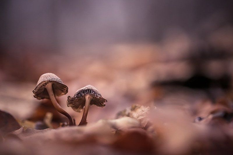 Стилягиphoto preview