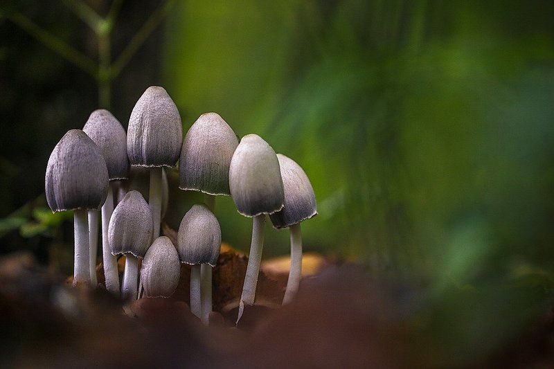 Хоббитыphoto preview