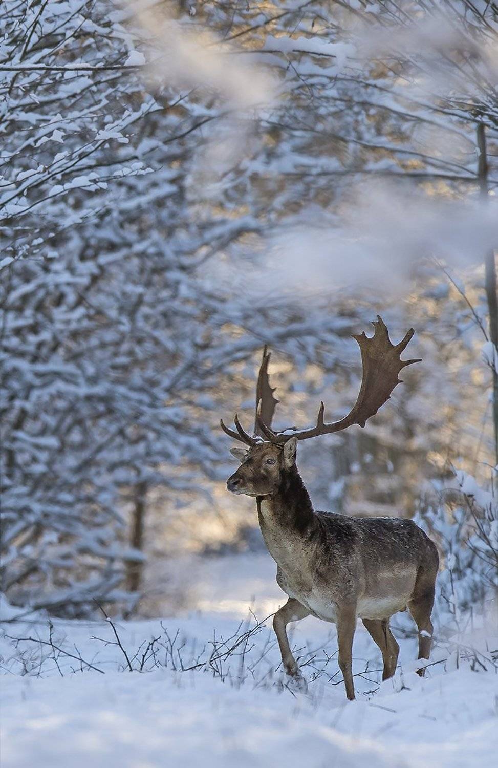 Лань. Автор: Darius Babelis , Darius Babelis