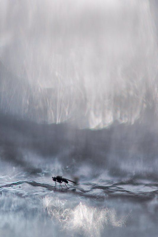 Замёрзший мухphoto preview