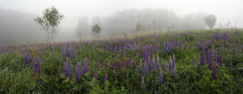 туман , утро, люпин Русский пейзаж )photo preview