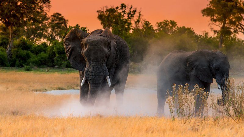 Okawango фото превью