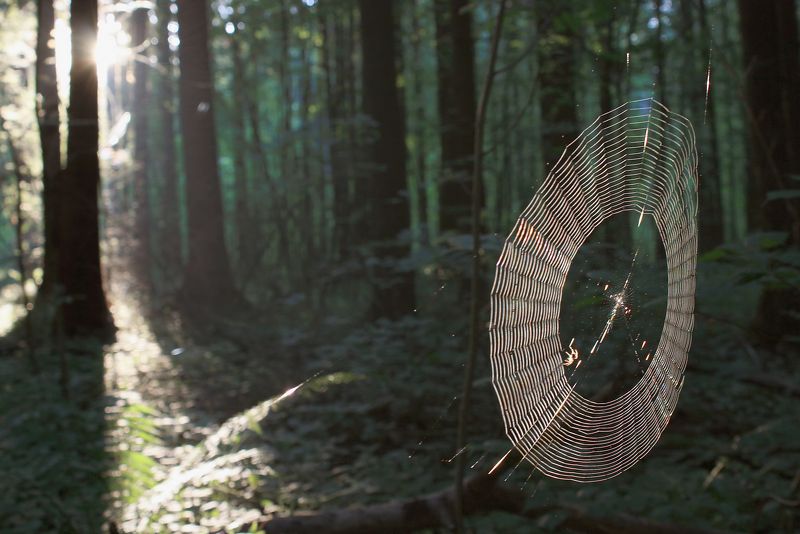 лес, паутинка *****photo preview