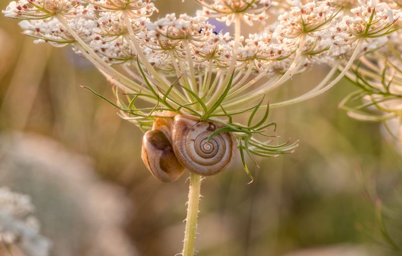 Воспоминание о летеphoto preview