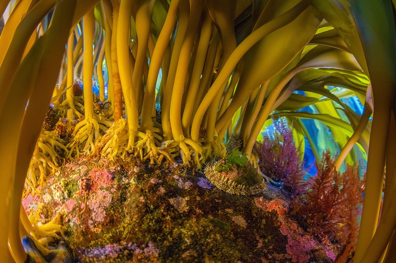 подводное фото, монерон, сахалин, underwater Волшебный лесphoto preview