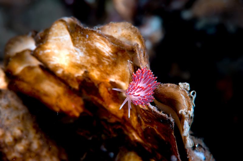 Зимний контраст фото превью