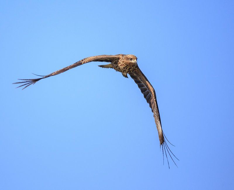 Красный коршунphoto preview