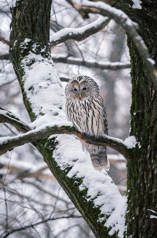 Животные, Зима, Москва, Неясыть, Парк, Птицы, Сова Длиннохвостая неясыть фото превью