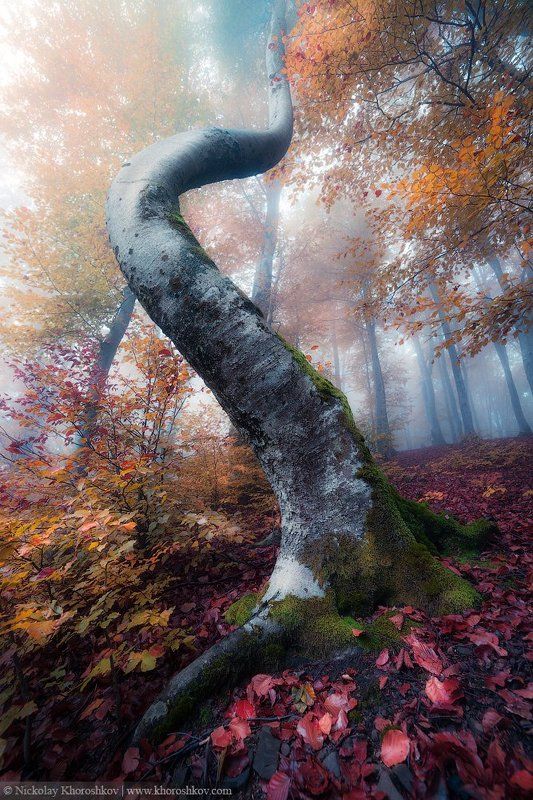 карпаты, украина, пейзаж, carpathian mountains, ukraine, Изгибы осеннего лесаphoto preview