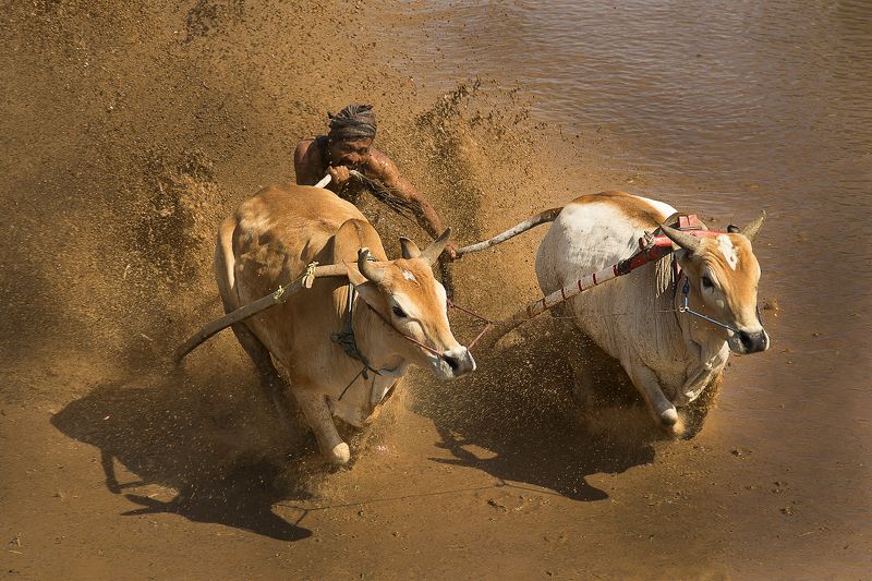 Traditional bull racing in Padang, Indonesiaphoto preview