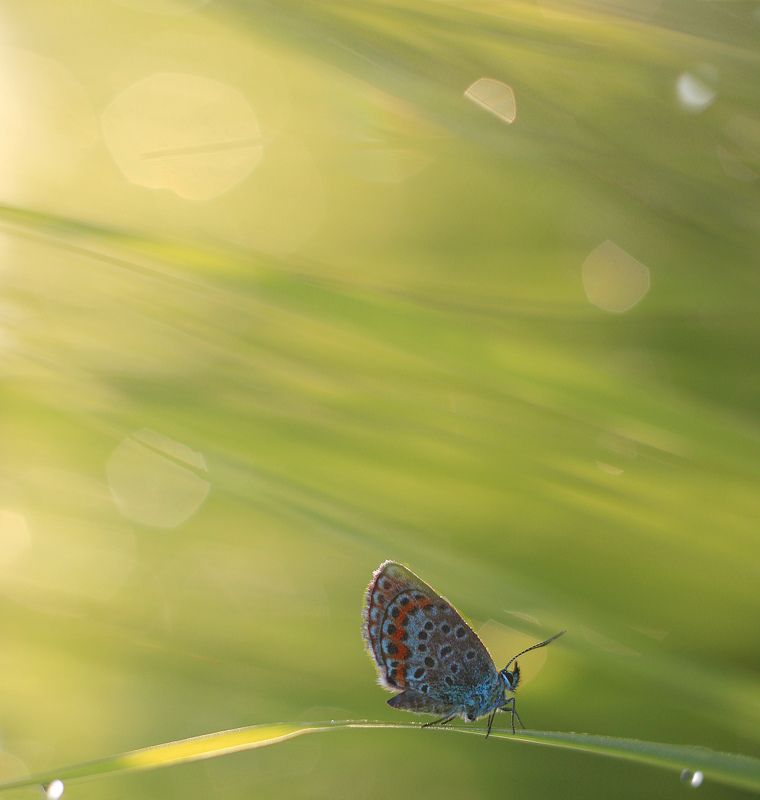 бабочка, лето, утро *****photo preview