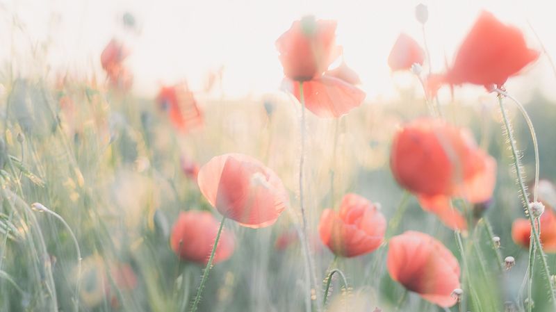 Маки Цветы  Макиphoto preview