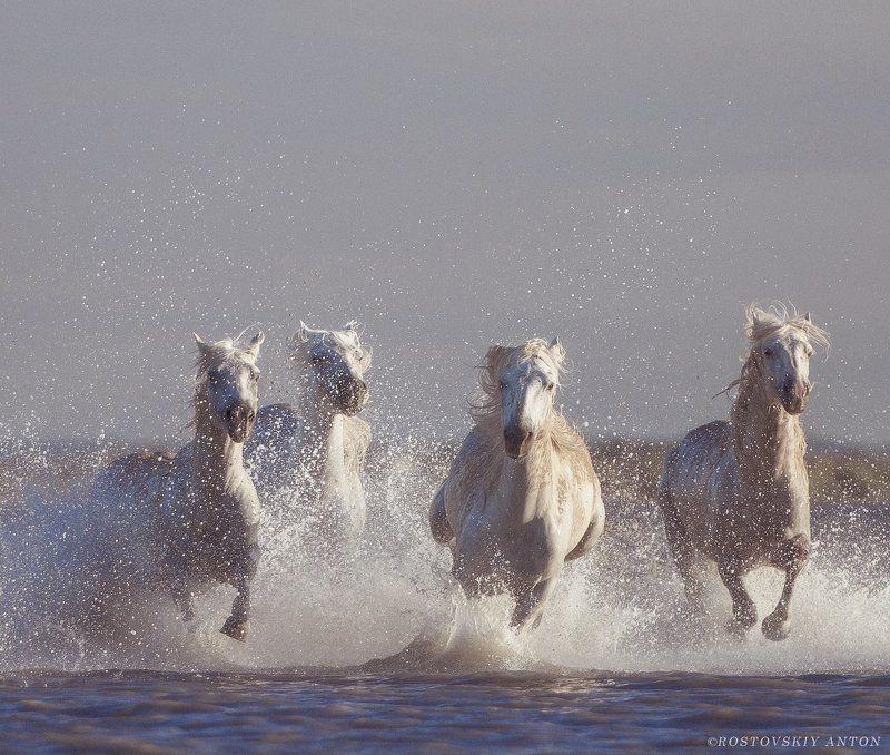 Камарг, Франция, фототур, кони Камаргские жеребцыphoto preview