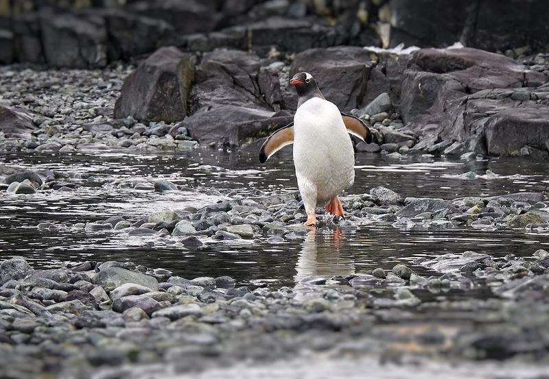 Antarctic, penguin, humour, rocks, ice, sea, ocean, cold, snow Пингвины - они как люди!photo preview