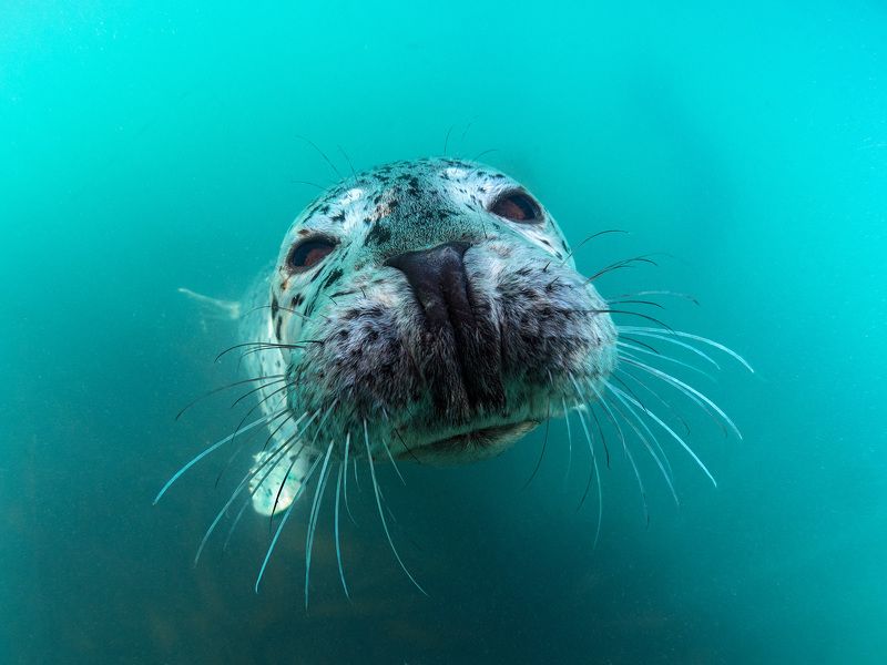 кунашир, курилы Портрет нерпыphoto preview