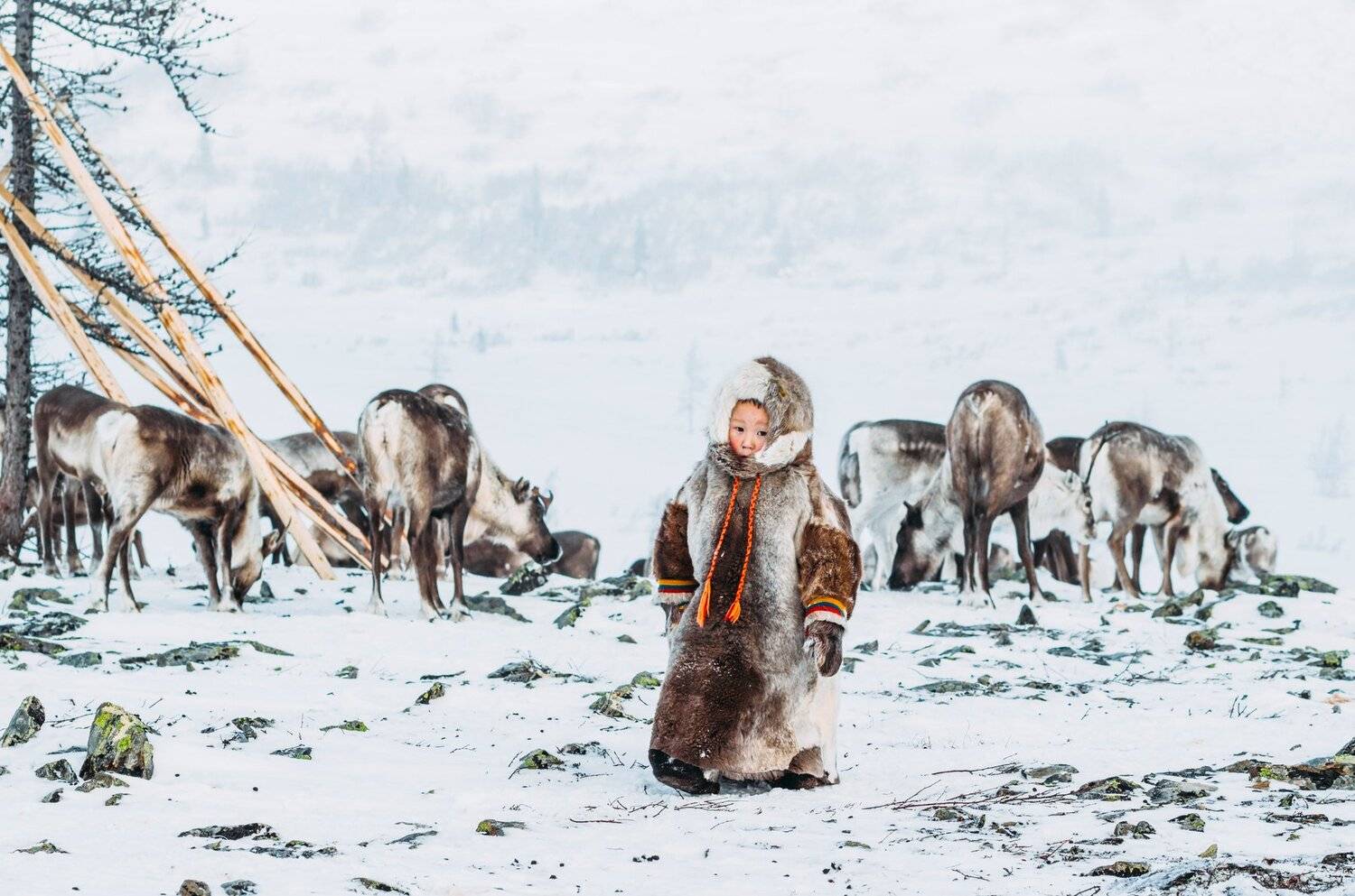 " Чумовое детство". Автор: Настя Братка ямал , сибирь, природа , полярный урал , тундра , народы севера ,олени , ненцы, Настя Братка