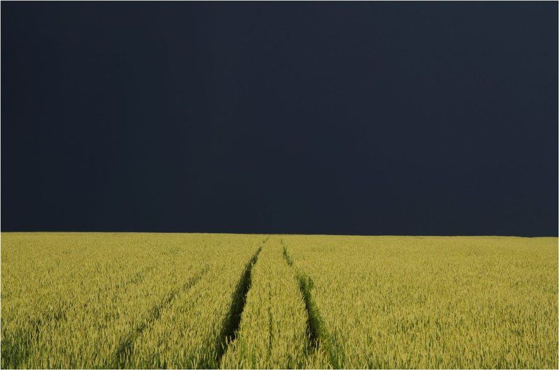 лето поле пшеница гроза Хлебное поле перед грозой.photo preview