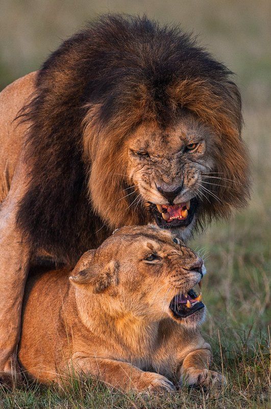 Дикая страстьphoto preview