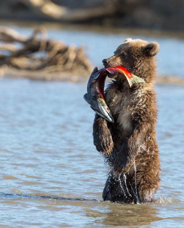 Камчатка, медведи Вот она рыба моей мечты!!!!photo preview