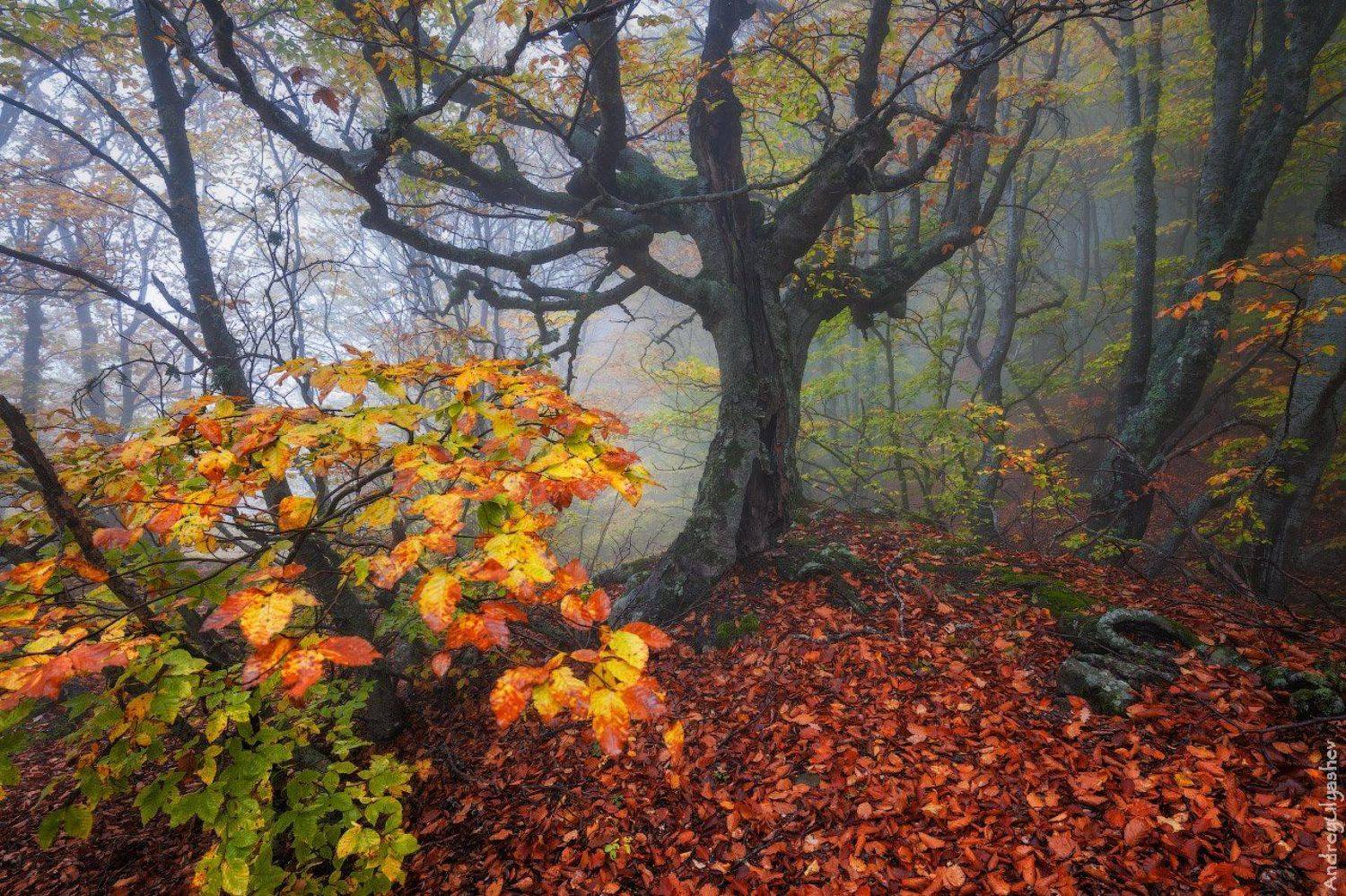 крым демерджи осень лес туман, Андрей Уляшев