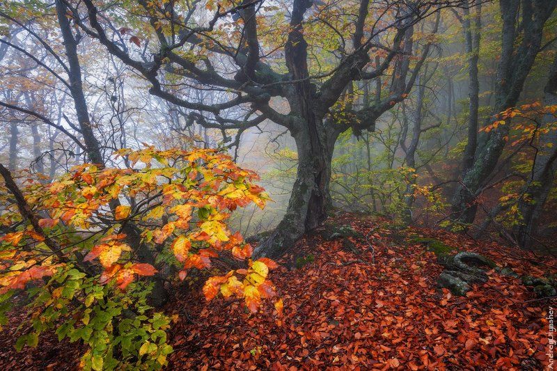 крым демерджи осень лес туман * * *photo preview