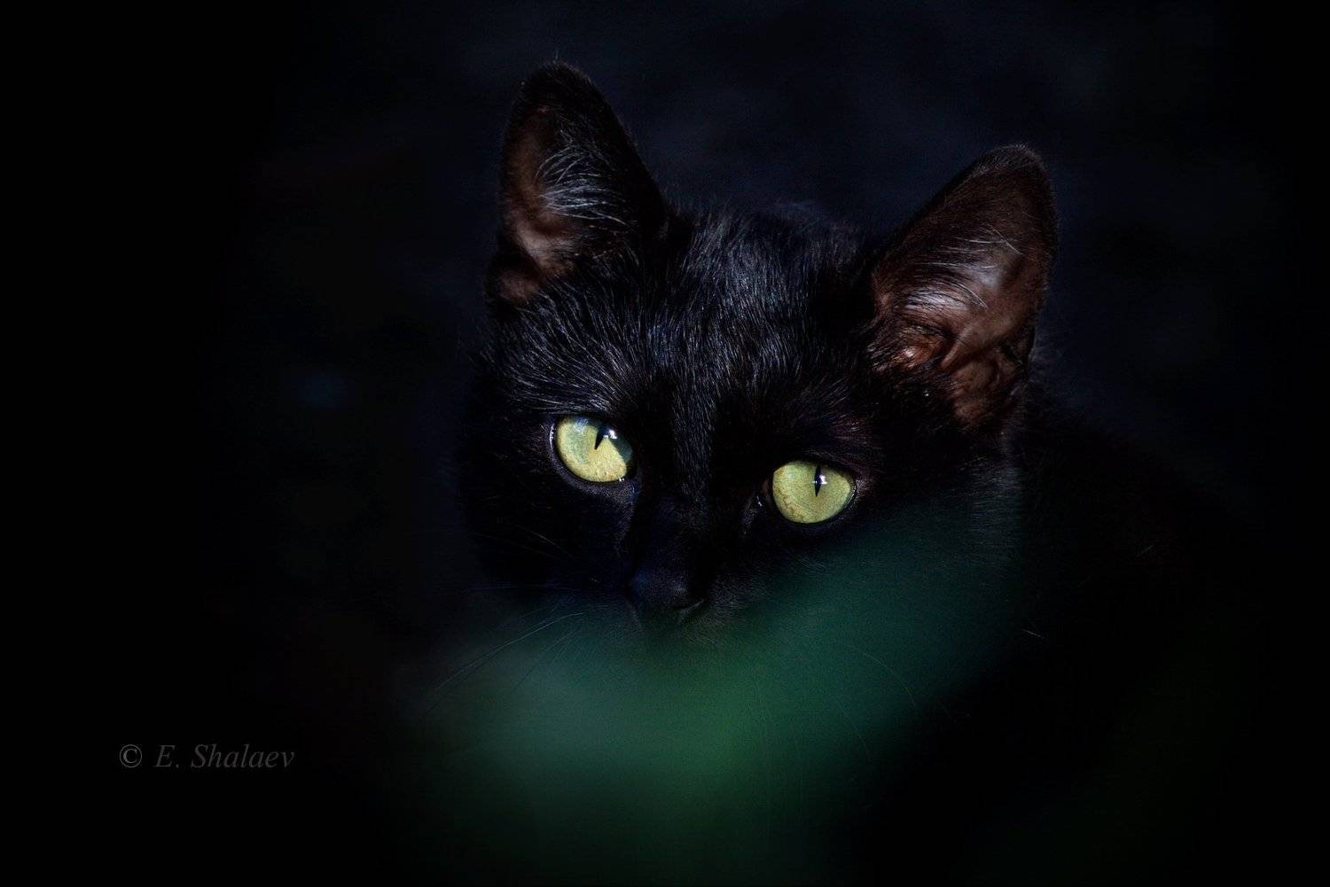 "Багира " !. Автор: Евгений кот,кошка, Евгений