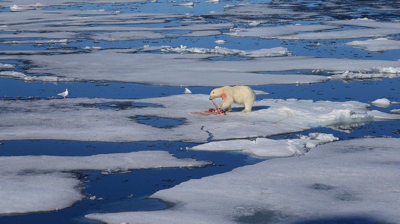 фотографандреевандрей, северныйполюс, northpole, арктика, arctic, ice, снег, лёд, круиз, expiditions, travel, белыймедведь, медведь, polarbear, животное, natgeowild photo preview