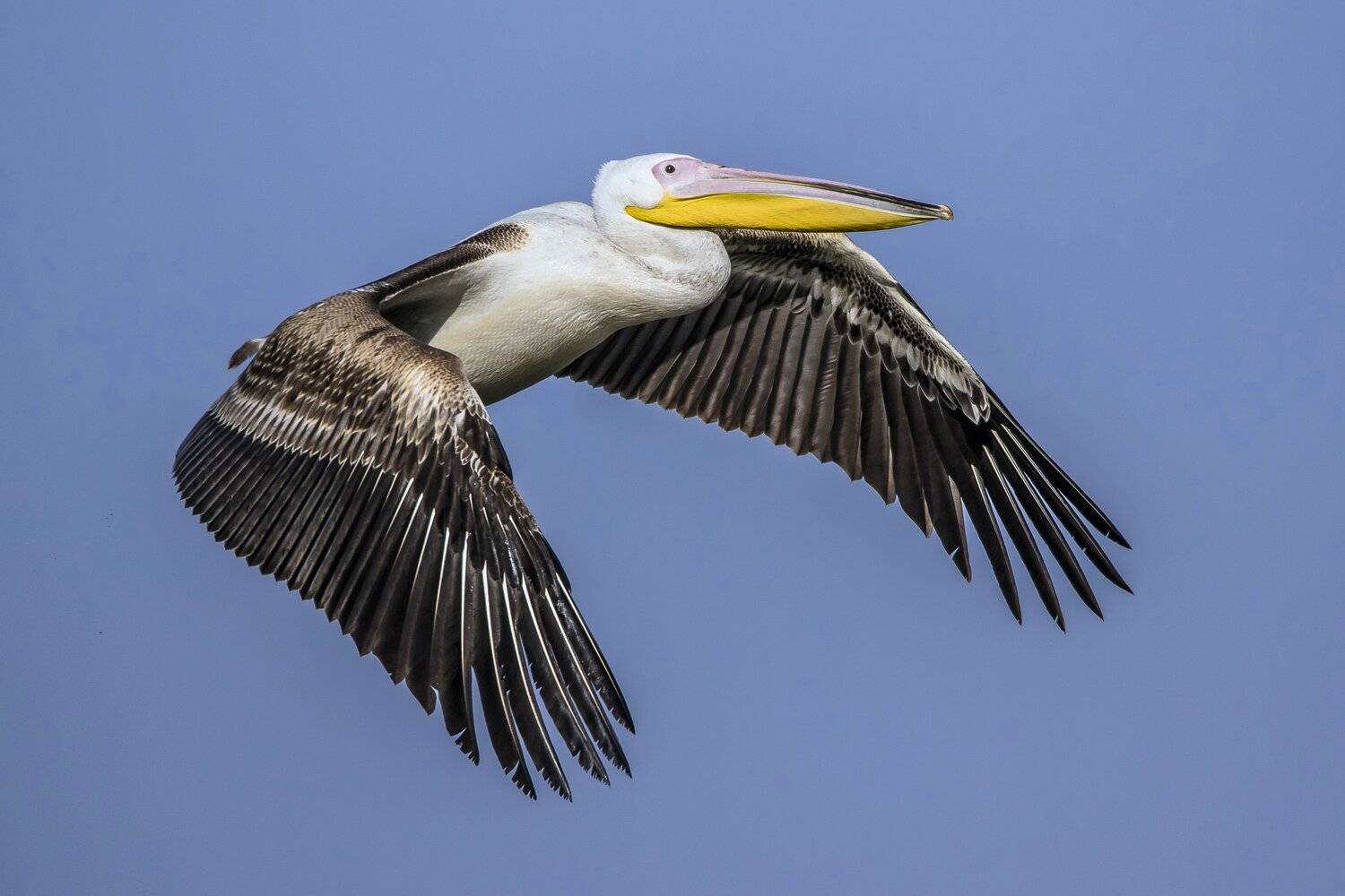 from Africa with love. Автор: ruslan , ruslan