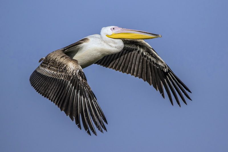 from Africa with lovephoto preview