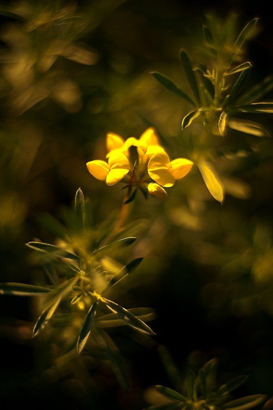 *** В ночь на Ивана Купалаphoto preview