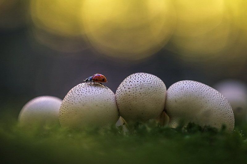 Спектакльphoto preview