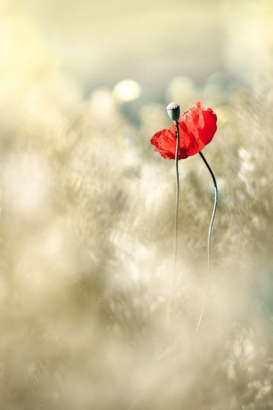 A bit of redphoto preview