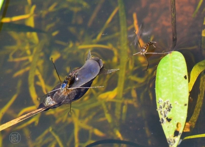 макро, насекомые, мир, вода, воздух встреча на границе photo preview