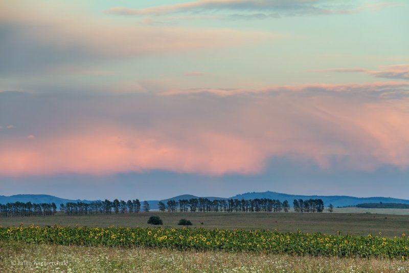 Алтай, подсолнух, вечер, лето, закат, поля, облака, небо, август Подсолнуховый вечерphoto preview