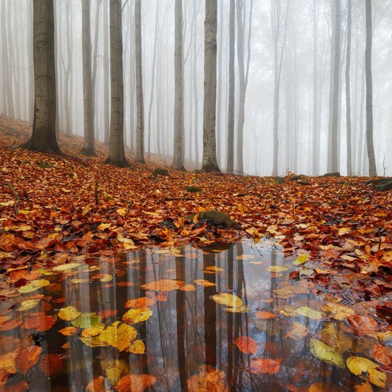 autumn, fall, light, fog, forest, mist, colors, czech republic, puddle, water, leaves, reflection, foliage Puddlephoto preview