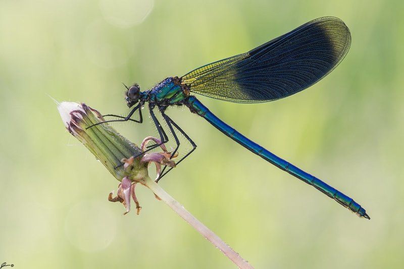 macro, makro, insect, wildlife, nature, dragonfly, Calopteryx splendensphoto preview